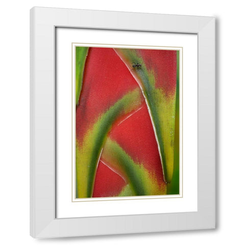 Ant on Heleconia I White Modern Wood Framed Art Print with Double Matting by Fitzharris, Tim