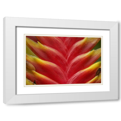 Heleconia II White Modern Wood Framed Art Print with Double Matting by Fitzharris, Tim