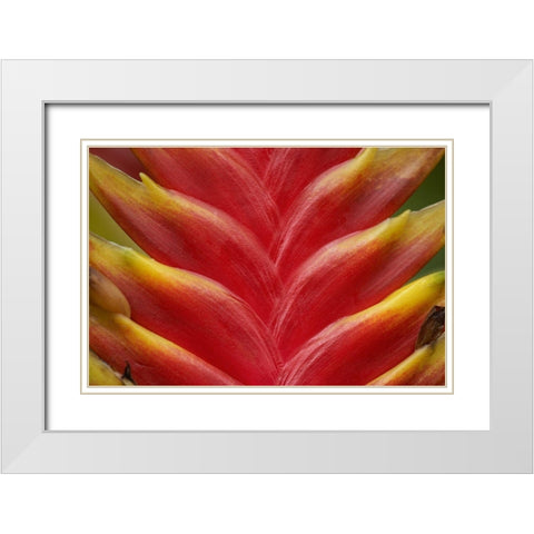 Heleconia II White Modern Wood Framed Art Print with Double Matting by Fitzharris, Tim