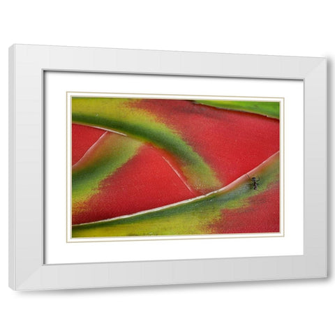 Ant on Heleconia II White Modern Wood Framed Art Print with Double Matting by Fitzharris, Tim