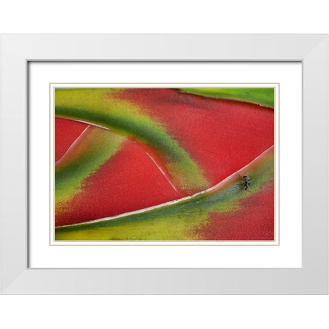 Ant on Heleconia II White Modern Wood Framed Art Print with Double Matting by Fitzharris, Tim