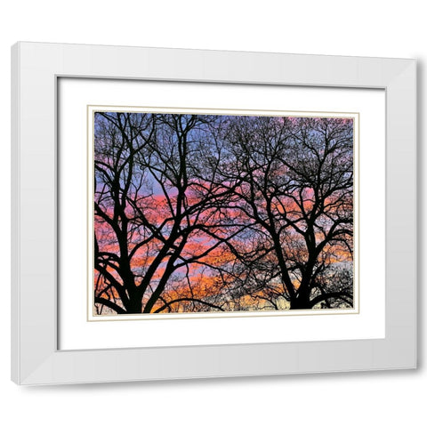 Cottonwood Tree at Sunset White Modern Wood Framed Art Print with Double Matting by Fitzharris, Tim