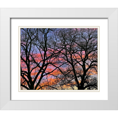 Cottonwood Tree at Sunset White Modern Wood Framed Art Print with Double Matting by Fitzharris, Tim