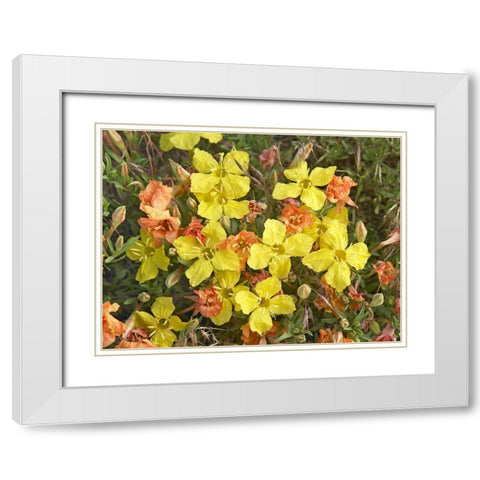 Yellow Evening Primrose White Modern Wood Framed Art Print with Double Matting by Fitzharris, Tim