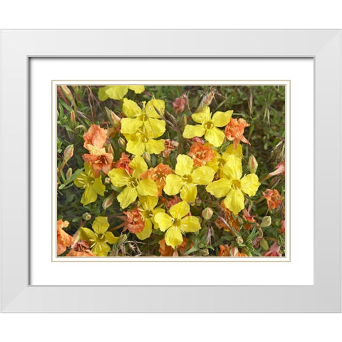 Yellow Evening Primrose White Modern Wood Framed Art Print with Double Matting by Fitzharris, Tim