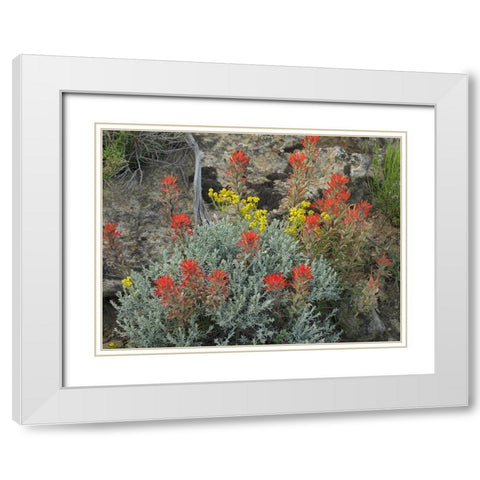 Indian Paintbrush I White Modern Wood Framed Art Print with Double Matting by Fitzharris, Tim