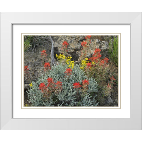 Indian Paintbrush I White Modern Wood Framed Art Print with Double Matting by Fitzharris, Tim