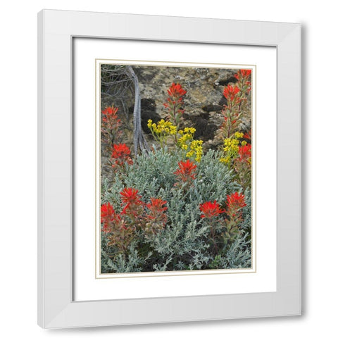 Indian Paintbrush II White Modern Wood Framed Art Print with Double Matting by Fitzharris, Tim