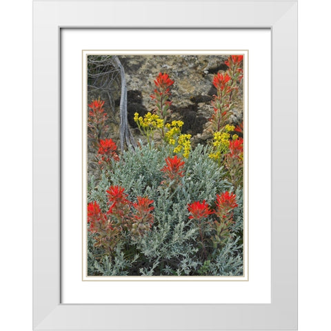 Indian Paintbrush II White Modern Wood Framed Art Print with Double Matting by Fitzharris, Tim