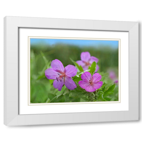 Sticky Geraniums White Modern Wood Framed Art Print with Double Matting by Fitzharris, Tim