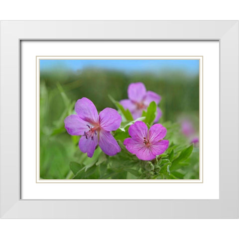 Sticky Geraniums White Modern Wood Framed Art Print with Double Matting by Fitzharris, Tim