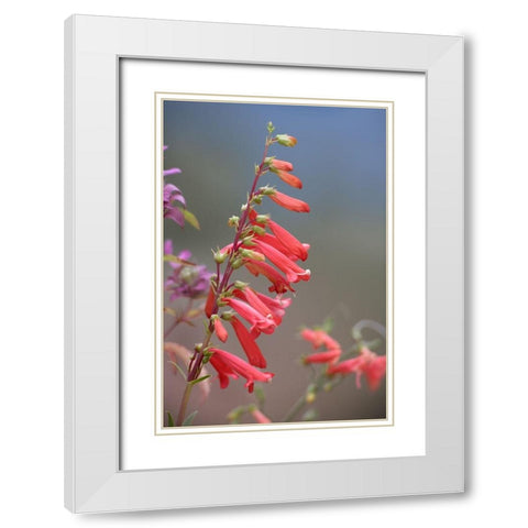 Firecracker Penstemon White Modern Wood Framed Art Print with Double Matting by Fitzharris, Tim