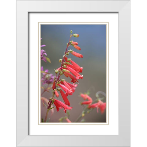 Firecracker Penstemon White Modern Wood Framed Art Print with Double Matting by Fitzharris, Tim