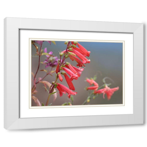 Firecracker Penstemon White Modern Wood Framed Art Print with Double Matting by Fitzharris, Tim