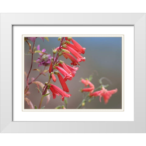 Firecracker Penstemon White Modern Wood Framed Art Print with Double Matting by Fitzharris, Tim