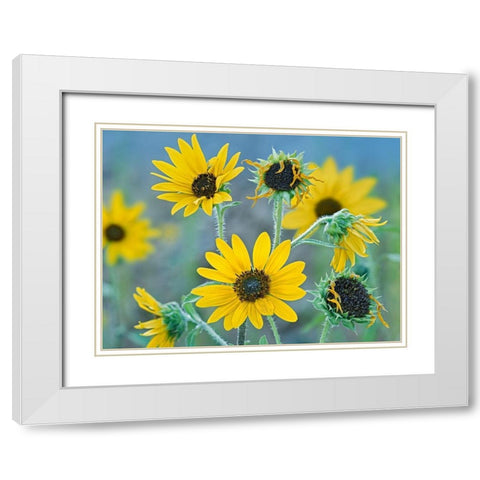 Priarie Sunflowers I White Modern Wood Framed Art Print with Double Matting by Fitzharris, Tim