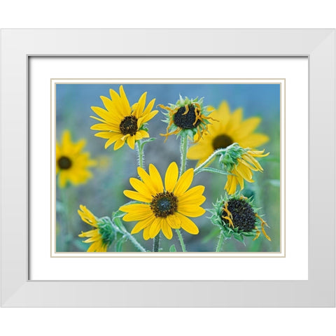 Priarie Sunflowers I White Modern Wood Framed Art Print with Double Matting by Fitzharris, Tim