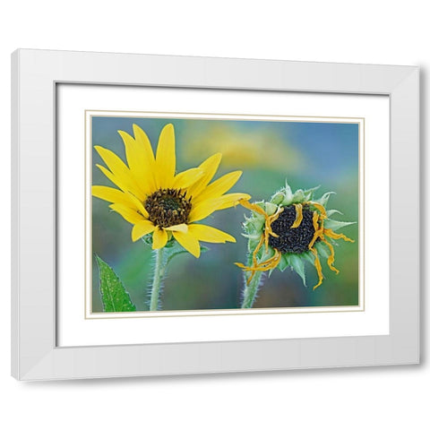 Priarie Sunflowers II White Modern Wood Framed Art Print with Double Matting by Fitzharris, Tim