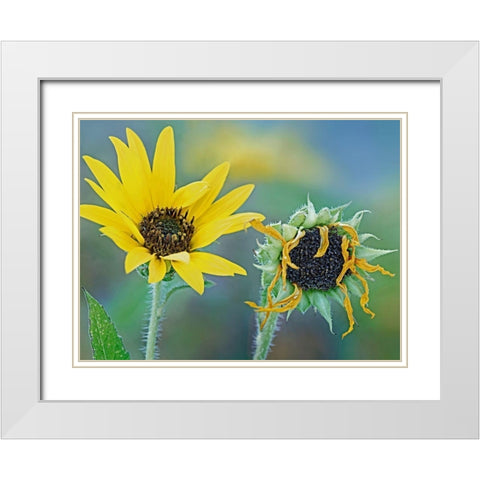 Priarie Sunflowers II White Modern Wood Framed Art Print with Double Matting by Fitzharris, Tim
