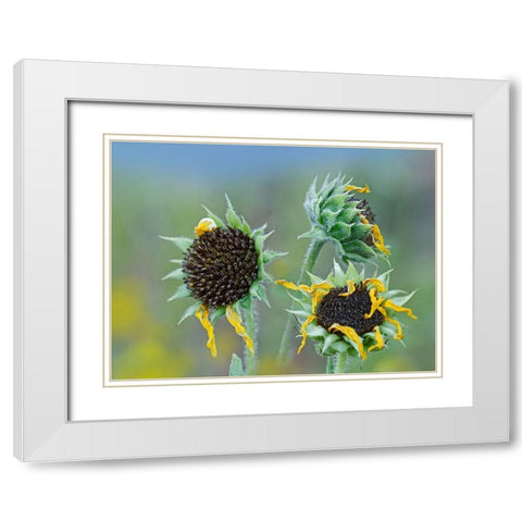 Prairie Sunflowers III  White Modern Wood Framed Art Print with Double Matting by Fitzharris, Tim