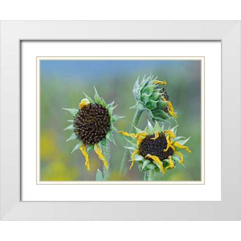 Prairie Sunflowers III  White Modern Wood Framed Art Print with Double Matting by Fitzharris, Tim