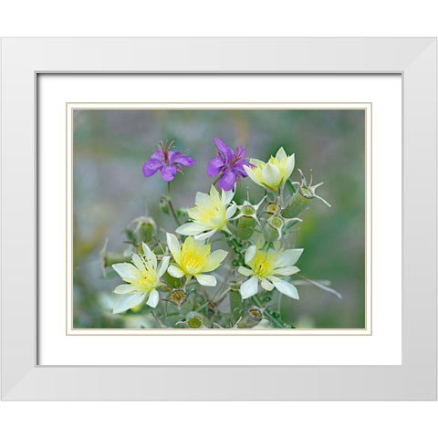 Adonis Blazingstar and wild geranium White Modern Wood Framed Art Print with Double Matting by Fitzharris, Tim