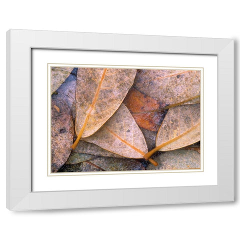 Frozen Willow Leaves White Modern Wood Framed Art Print with Double Matting by Fitzharris, Tim