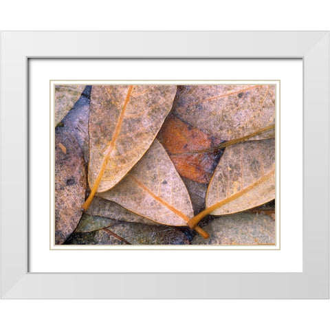 Frozen Willow Leaves White Modern Wood Framed Art Print with Double Matting by Fitzharris, Tim