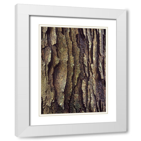 White Oak Bark  White Modern Wood Framed Art Print with Double Matting by Fitzharris, Tim