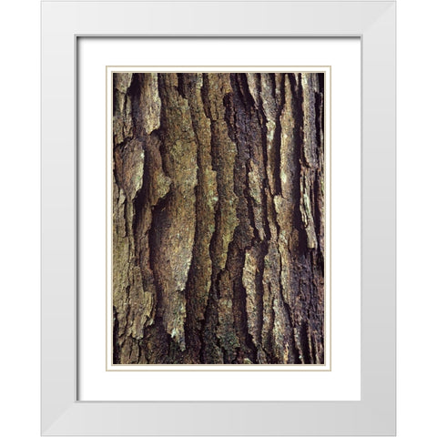 White Oak Bark  White Modern Wood Framed Art Print with Double Matting by Fitzharris, Tim