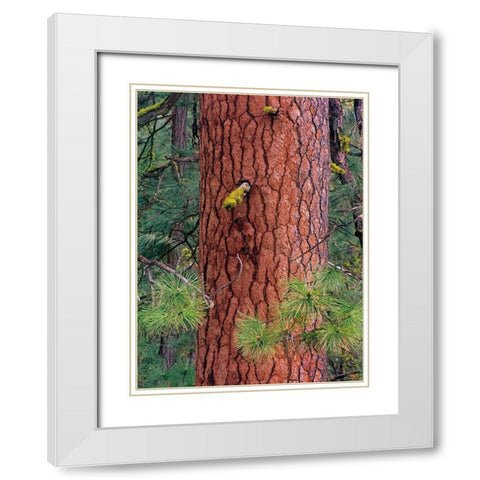 Ponderosa Pien Trunk White Modern Wood Framed Art Print with Double Matting by Fitzharris, Tim