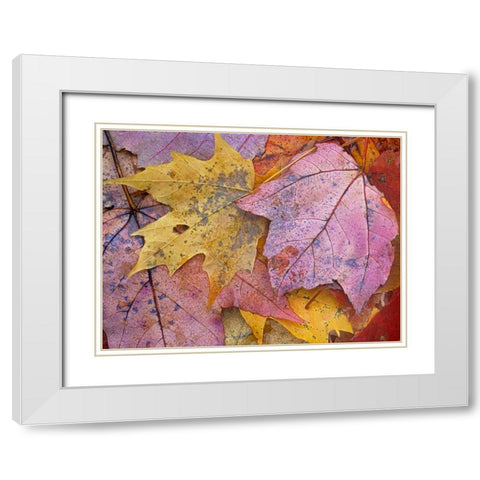 Sugar and Red Maple Leaves White Modern Wood Framed Art Print with Double Matting by Fitzharris, Tim
