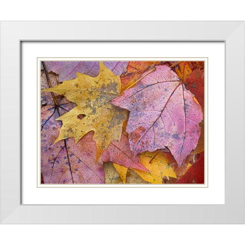 Sugar and Red Maple Leaves White Modern Wood Framed Art Print with Double Matting by Fitzharris, Tim