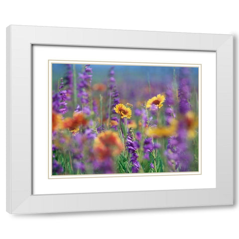 Ailardia and Rocky Mountain Penstemons White Modern Wood Framed Art Print with Double Matting by Fitzharris, Tim