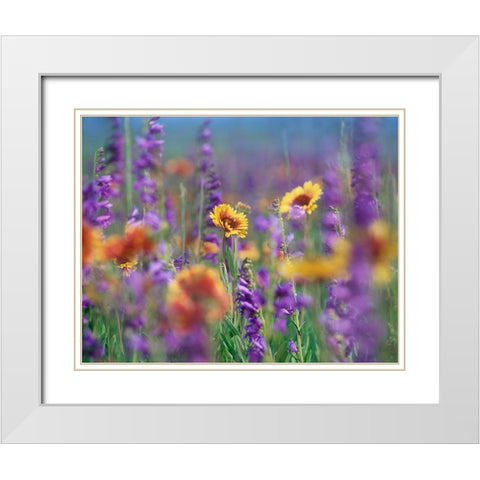 Ailardia and Rocky Mountain Penstemons White Modern Wood Framed Art Print with Double Matting by Fitzharris, Tim