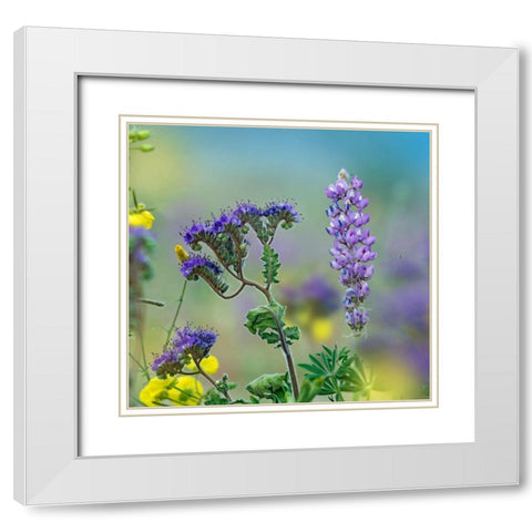 Blue Phacelia and Desert Lupine White Modern Wood Framed Art Print with Double Matting by Fitzharris, Tim