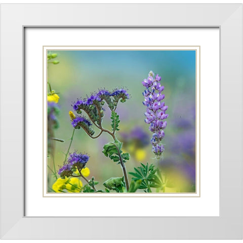 Blue Phacelia and Desert Lupine White Modern Wood Framed Art Print with Double Matting by Fitzharris, Tim