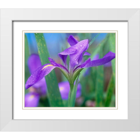 Blue Flag Iris White Modern Wood Framed Art Print with Double Matting by Fitzharris, Tim