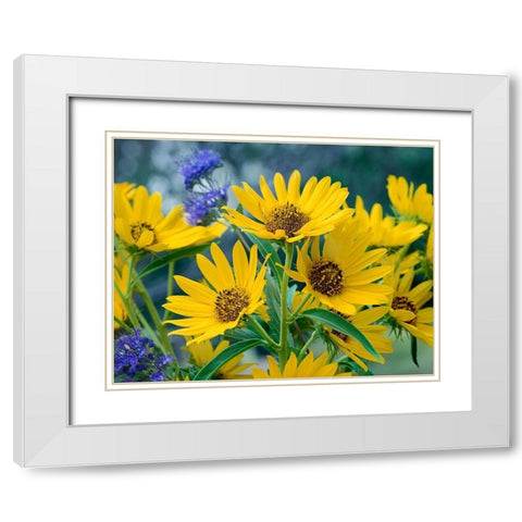 Maximillian Sunflowers White Modern Wood Framed Art Print with Double Matting by Fitzharris, Tim