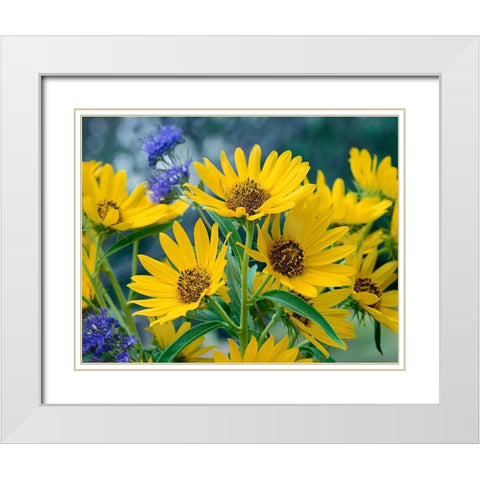 Maximillian Sunflowers White Modern Wood Framed Art Print with Double Matting by Fitzharris, Tim