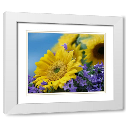 Sunflowers and Campanula White Modern Wood Framed Art Print with Double Matting by Fitzharris, Tim