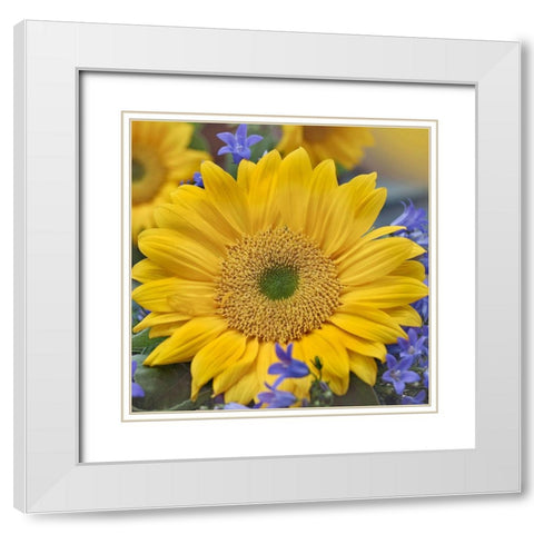 Sunflowers  White Modern Wood Framed Art Print with Double Matting by Fitzharris, Tim