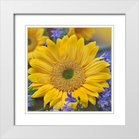 Sunflowers  White Modern Wood Framed Art Print with Double Matting by Fitzharris, Tim