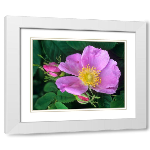Wild Rose White Modern Wood Framed Art Print with Double Matting by Fitzharris, Tim
