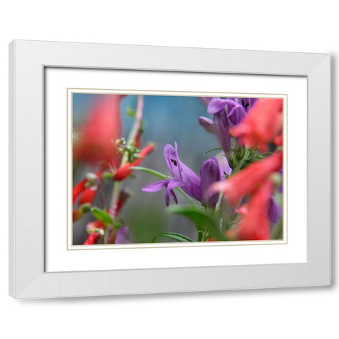 Rocky Mountain and Firecracker Penstemons White Modern Wood Framed Art Print with Double Matting by Fitzharris, Tim