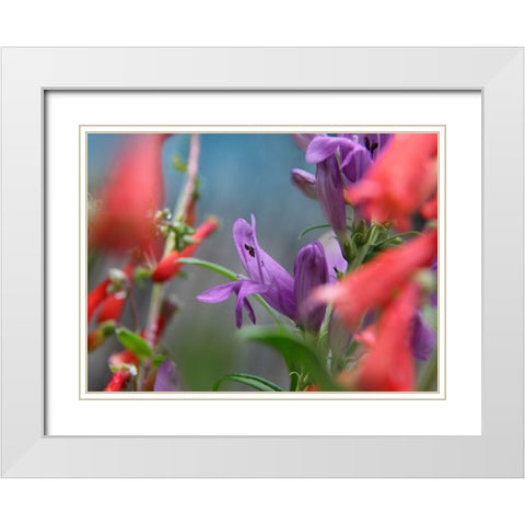 Rocky Mountain and Firecracker Penstemons White Modern Wood Framed Art Print with Double Matting by Fitzharris, Tim