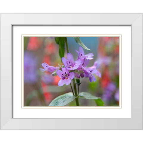 Blue Mist Penstemon White Modern Wood Framed Art Print with Double Matting by Fitzharris, Tim