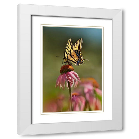 Two Tailed Swallowtail Butterfly on Purple Coneflower White Modern Wood Framed Art Print with Double Matting by Fitzharris, Tim