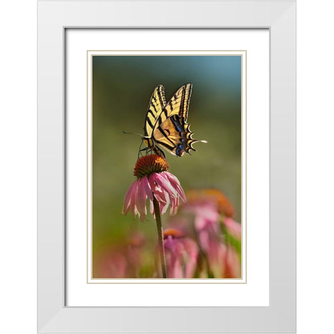 Two Tailed Swallowtail Butterfly on Purple Coneflower White Modern Wood Framed Art Print with Double Matting by Fitzharris, Tim