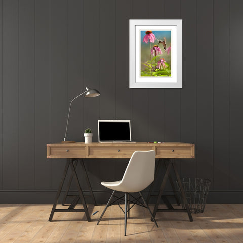 Black Chinned Hummingbird White Modern Wood Framed Art Print with Double Matting by Fitzharris, Tim